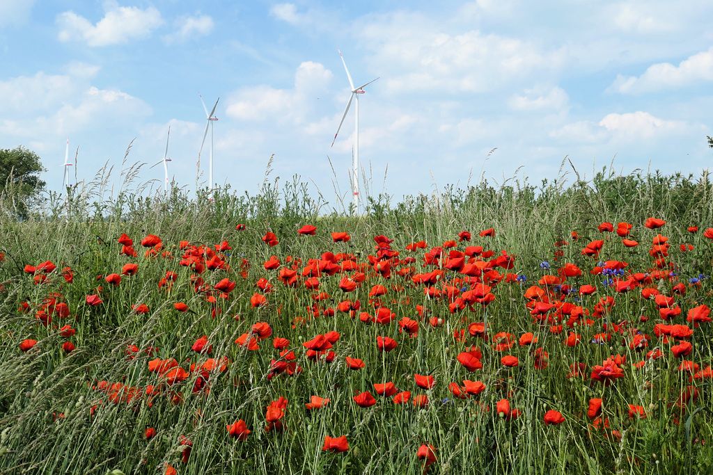 Mohnblumen im frischen Wind