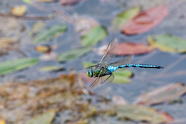 Blue Emperor in flight-DSZ1742