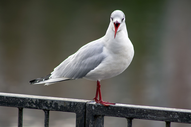 Black-Headed Gull