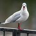 Black-Headed Gull