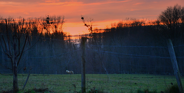 Sunset Horse