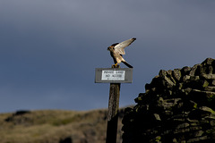 Kestrel at take off