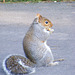 Tail Sitting Squirrel