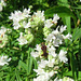 Virginia Mountain Mint (Pycnanthemum virginianum)