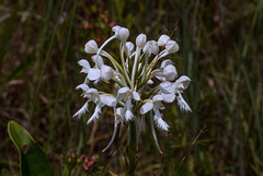 Platanthera conspicua (Southern White Fringed orchid)