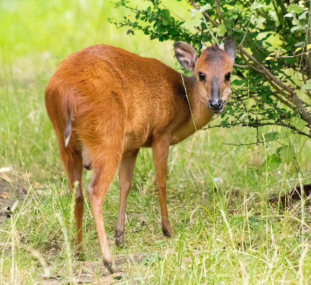 Small deer