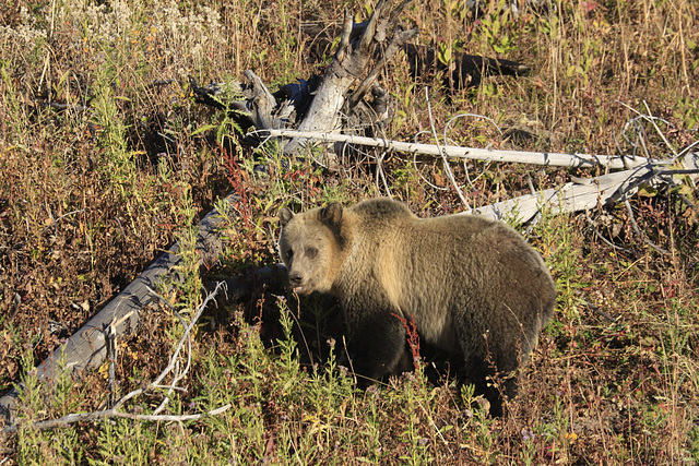 Grizzly Sow