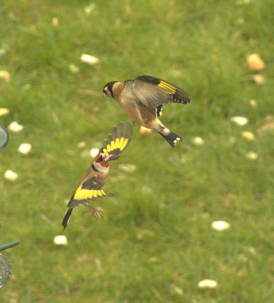 Flying Fighting Finches!!!