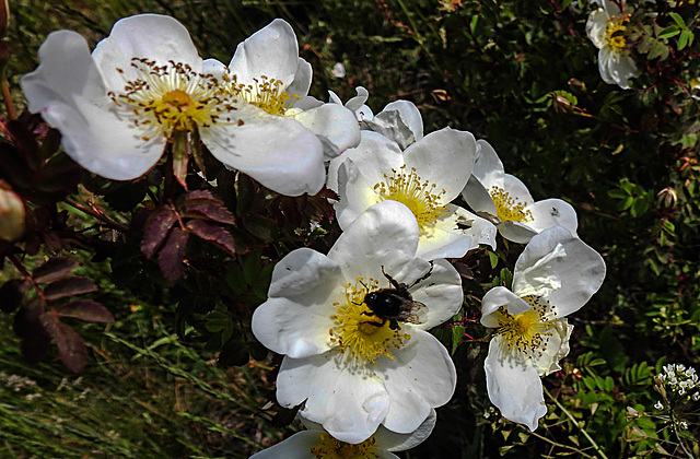 20200521 7592CPw [D~MI] Bibernell-Rose (Rosa spinosissima), Insekten,  Hille