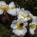 20200521 7592CPw [D~MI] Bibernell-Rose (Rosa spinosissima), Insekten,  Hille