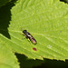 Maple Hurst Wasp