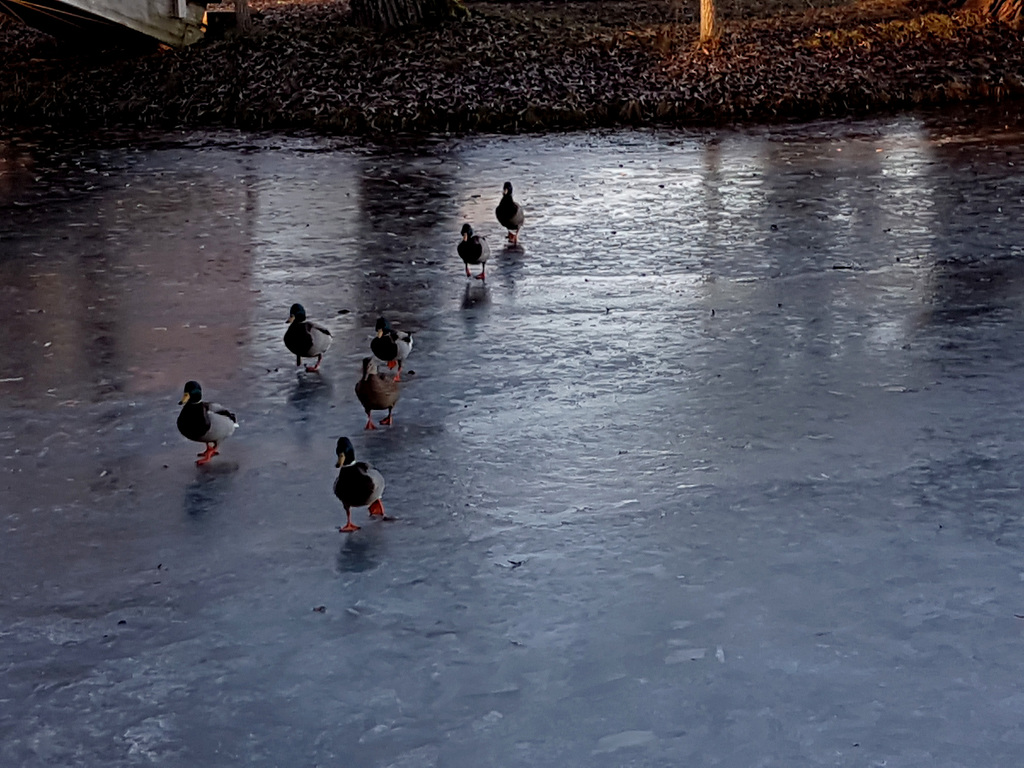 Hungry birds, cold birds