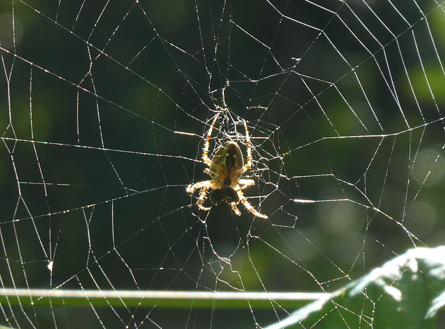 Spinne im Netz