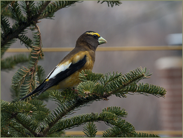 Breakfast visitor