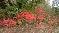 Essigbaum-Ausläufer