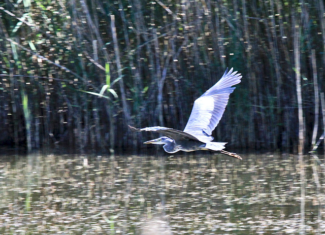 Flug eines Reihers über dem Weiher