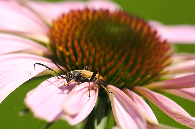 Echinacea