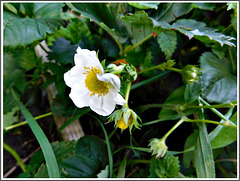 Futures fraises au jardin