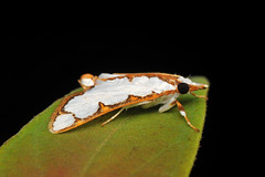 Cirrhochrista brizoalis (Walker, 1859)