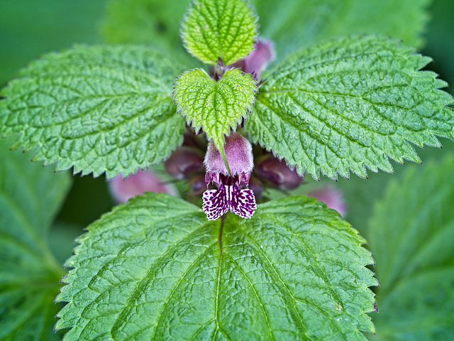 Lamium Maculatum