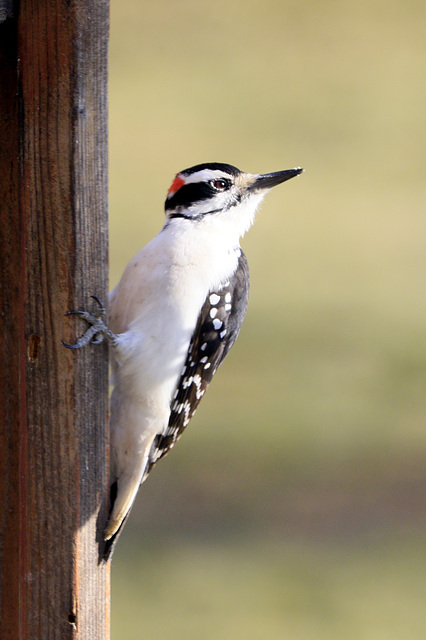 Hairy Woodpecker