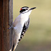 Hairy Woodpecker