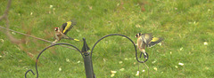 Flying Fighting Finches!!!
