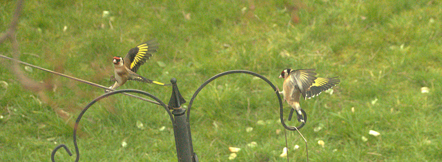 Flying Fighting Finches!!! Flying Fighting Finches!!!