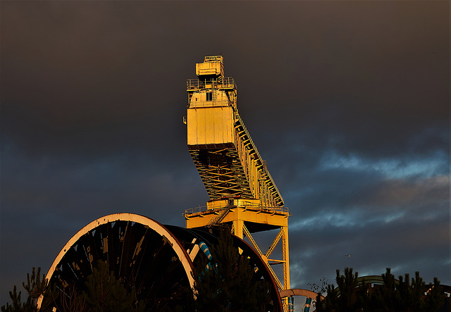 Yellow Crane