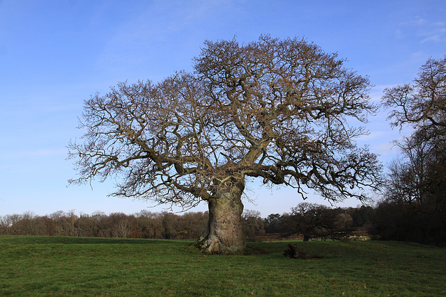 Mighty Oak