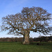 Mighty Oak