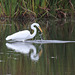 36/50 grande aigrette-great egret