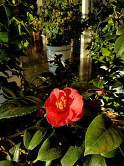 My dream came true to see the camelia plant in bloom