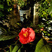 My dream came true to see the camelia plant in bloom