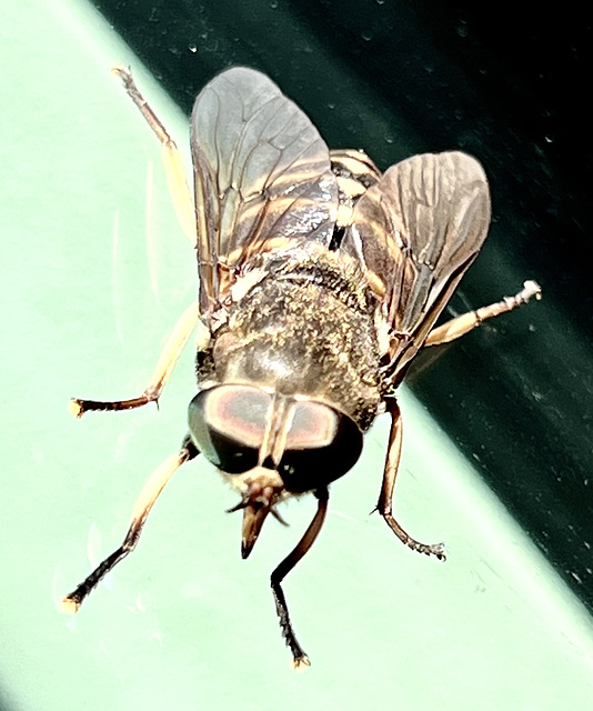 Tabanus Sudeticus - Europe’s largest fly, the giant horsefly - you do not want to be bitten by one of these guys!