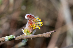 Goat Willow-DSZ1666