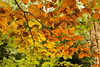 Autumn Leaves at Lacock Abbey