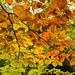 Autumn Leaves at Lacock Abbey