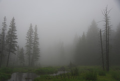 a bog in the Hills