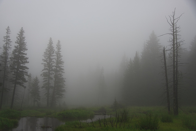 a bog in the Hills