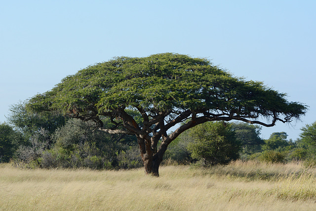 Zimbabwe, African Acacia