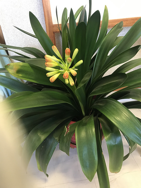 Clivia en fleur