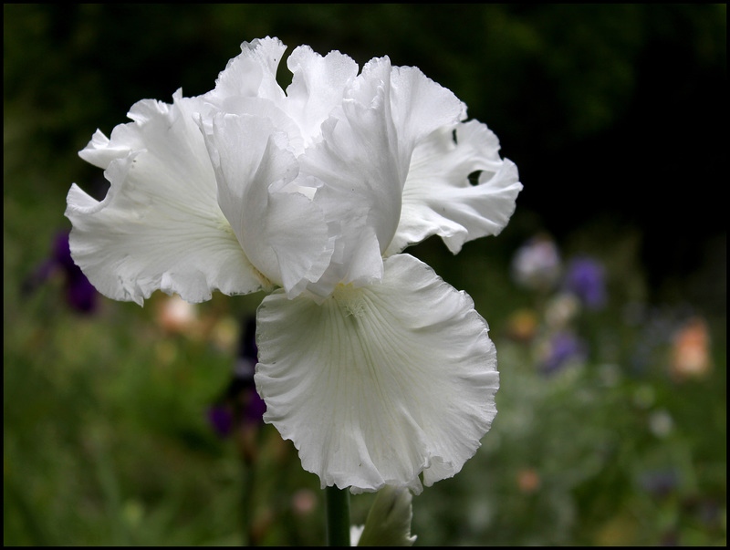 Iris blanc 3 (1)