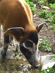 Red River Hog Drinking