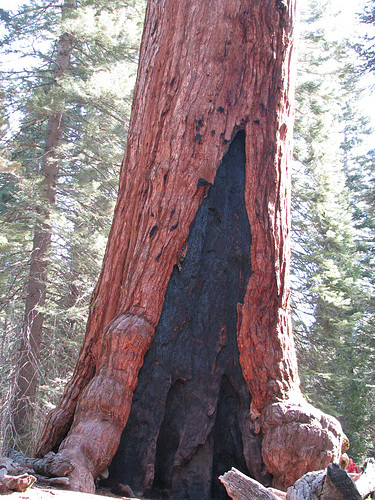 Grizzly Giant, Yosemite