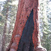 Grizzly Giant, Yosemite