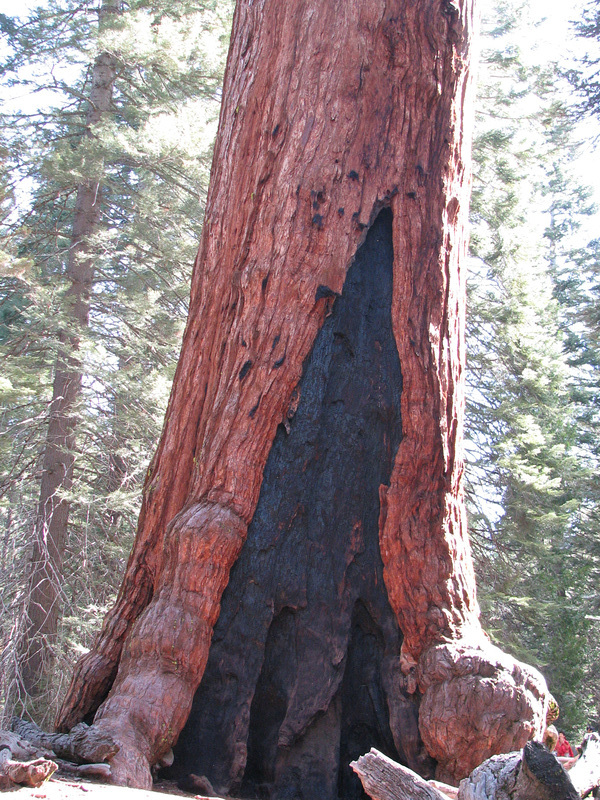 Grizzly Giant, Yosemite