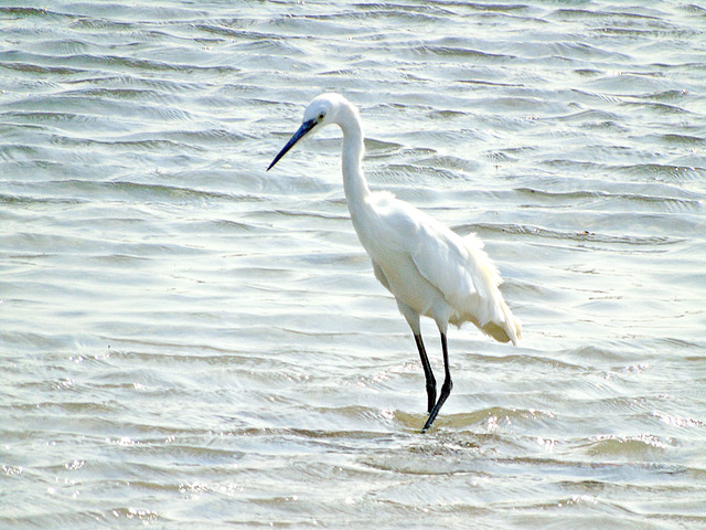 A Little Egret looking for lunch by the Cuckmere river, Sussex 15 9 2016