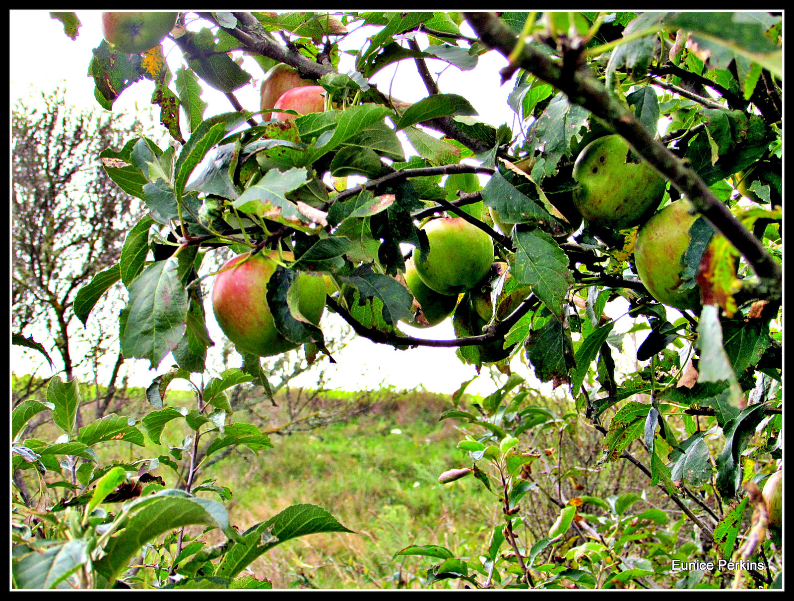 Apple Tree.