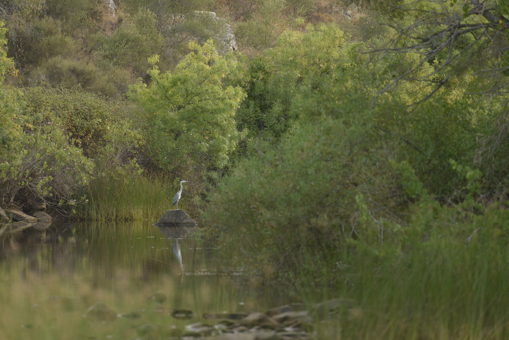 Ardea cinerea, Garça Real, Ribeira do Vascão